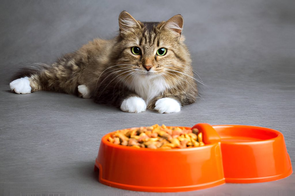 Can Cats Eat Raw Chicken Safe Alternatives Cooked Chicken And Commercial Cat Foods