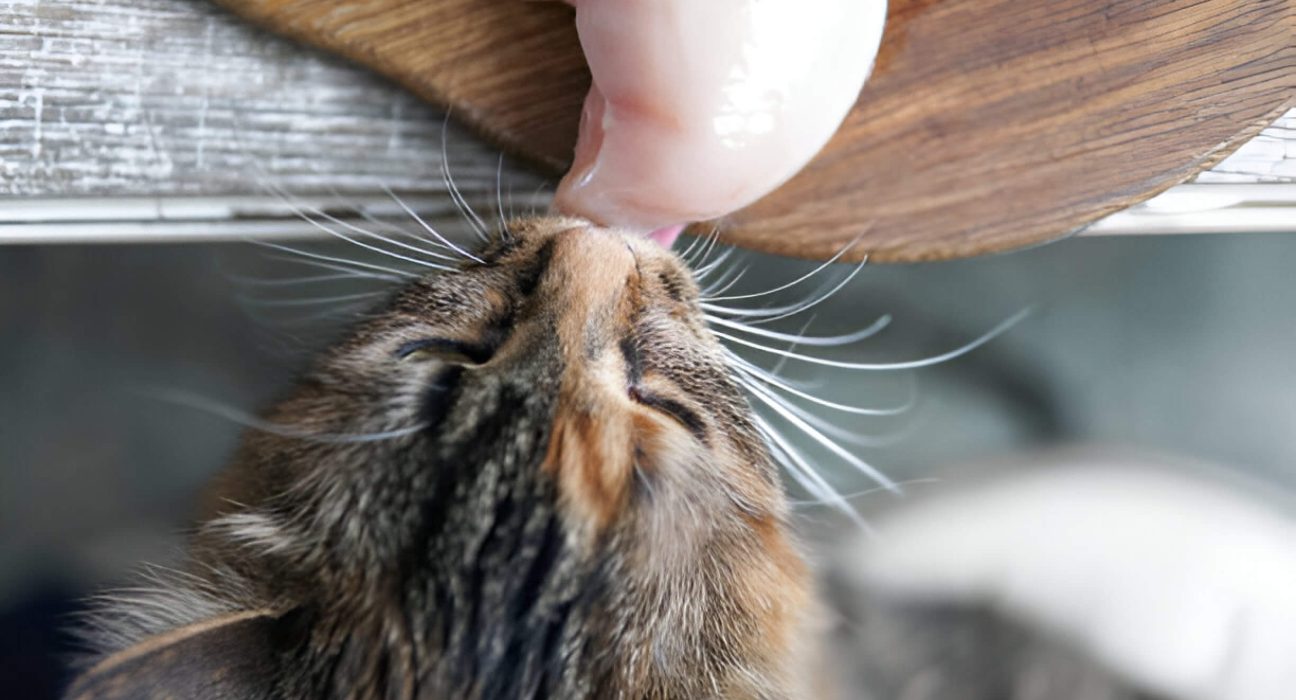 Can Cats Eat Raw Chicken The Urgent Truth Every Cat Owner Needs To Know