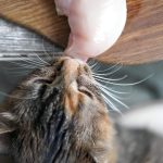 Can Cats Eat Shrimp? A Guide for Feline Seafood Lovers