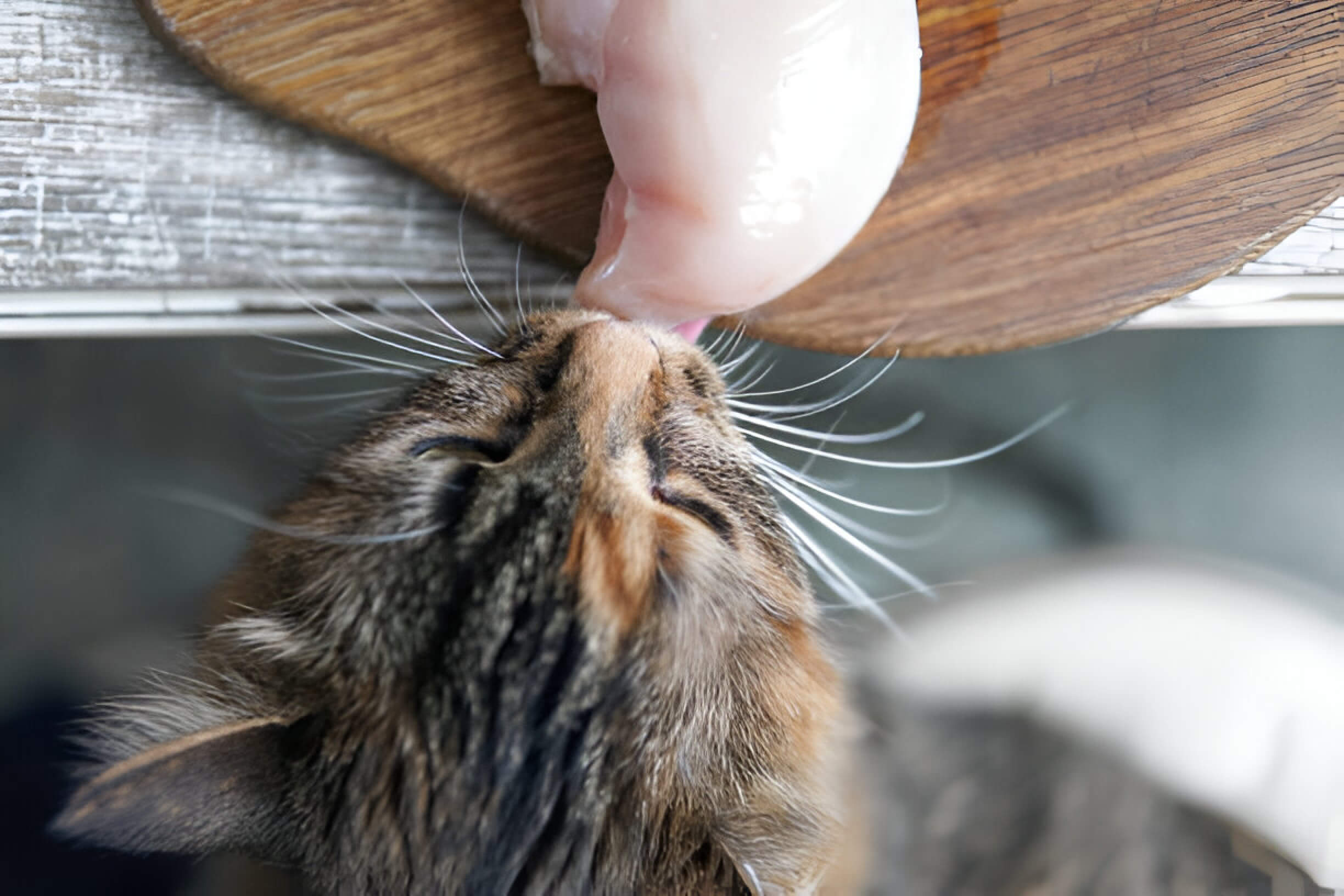 Can Cats Eat Raw Chicken The Urgent Truth Every Cat Owner Needs To Know