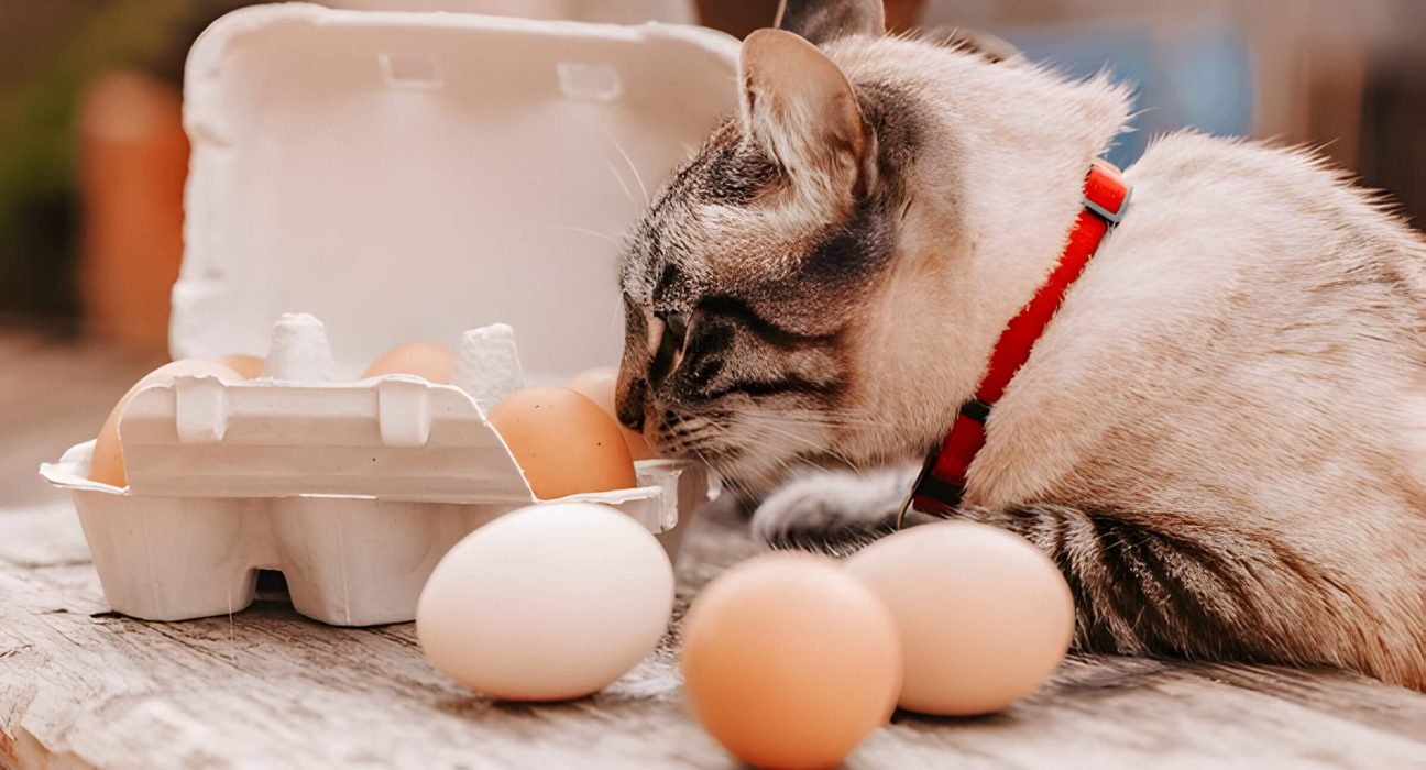 Can Cats Eat Raw Eggs The Truth About Feline Nutrition And Egg Safety