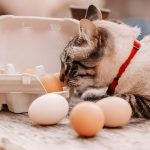 Can Cats Eat Onions? Understanding the Dangers and Keeping Your Feline Safe