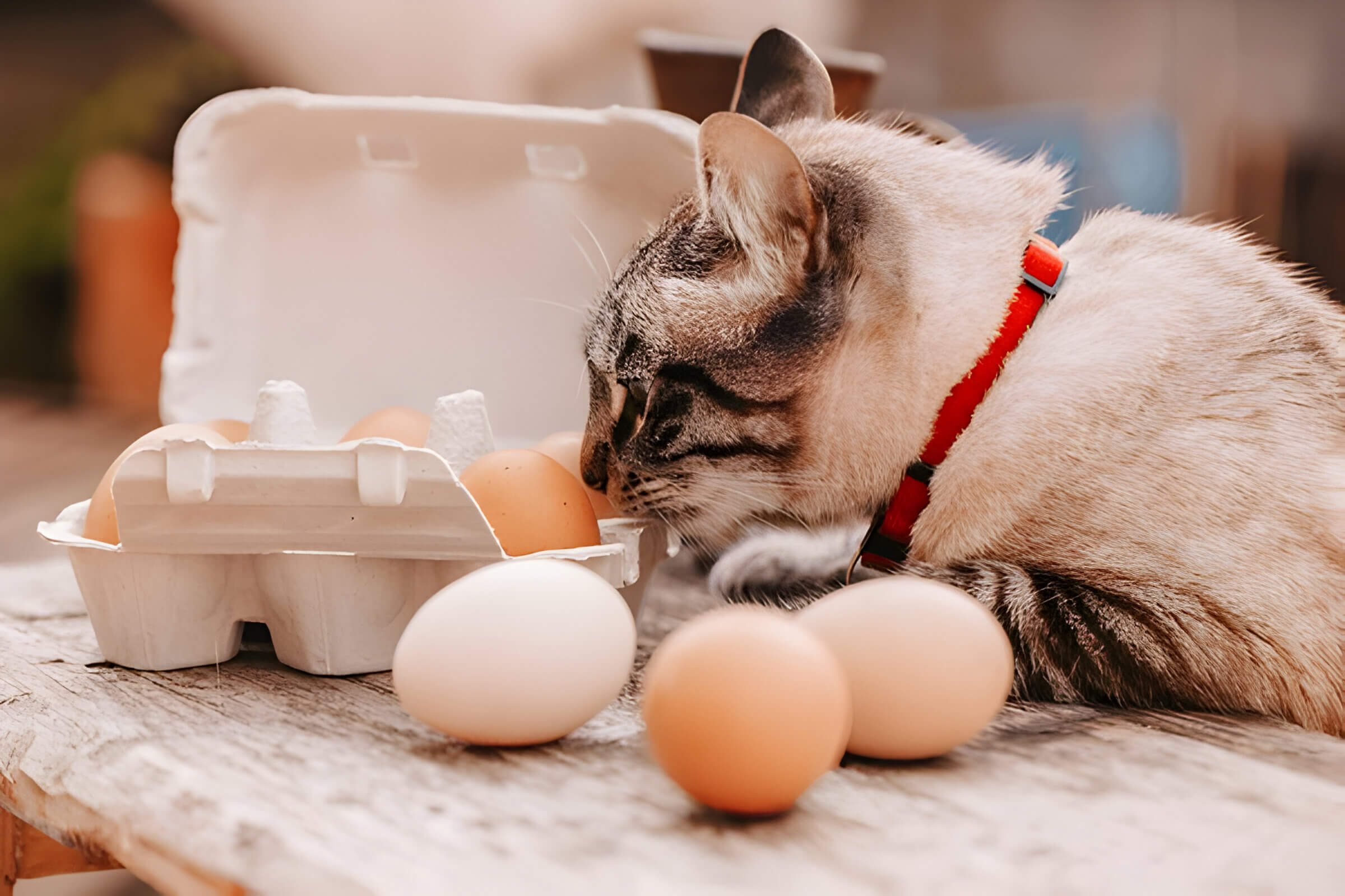 Can Cats Eat Raw Eggs The Truth About Feline Nutrition And Egg Safety