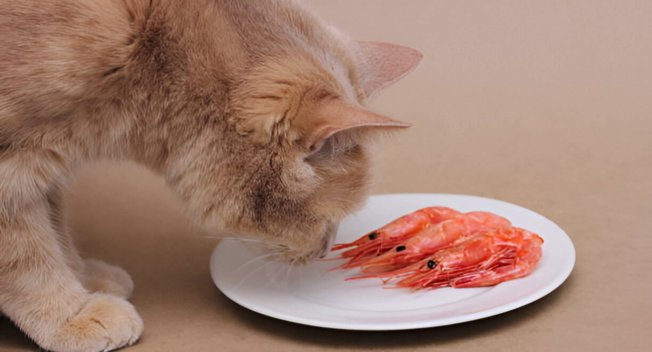 Can Cats Eat Shrimp A Guide For Feline Seafood Lovers