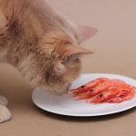 Can Cats Eat Raw Chicken? The Urgent Truth Every Cat Owner Needs to Know