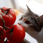 Can Cats Eat Potatoes? Urgent Guide for Pet Owners