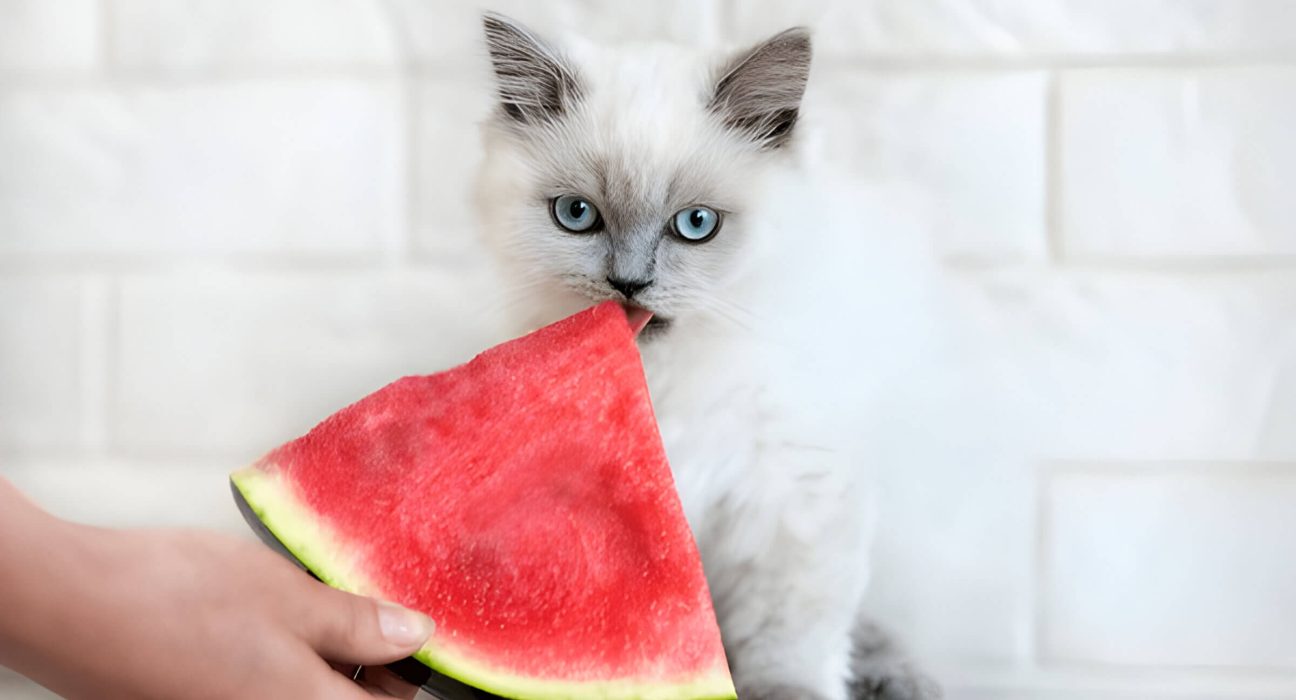 Can Cats Eat Watermelon A Guide For Feline Parents