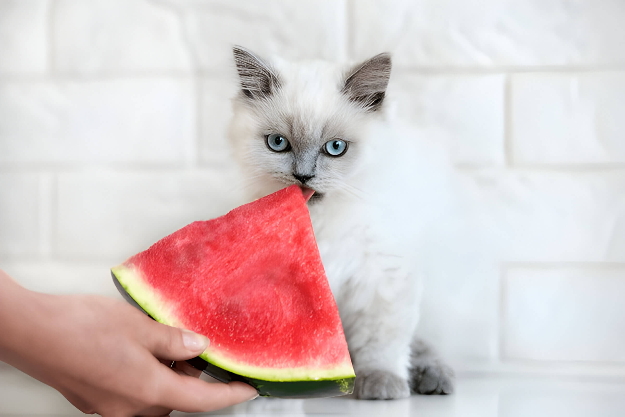 Can Cats Eat Watermelon A Guide For Feline Parents