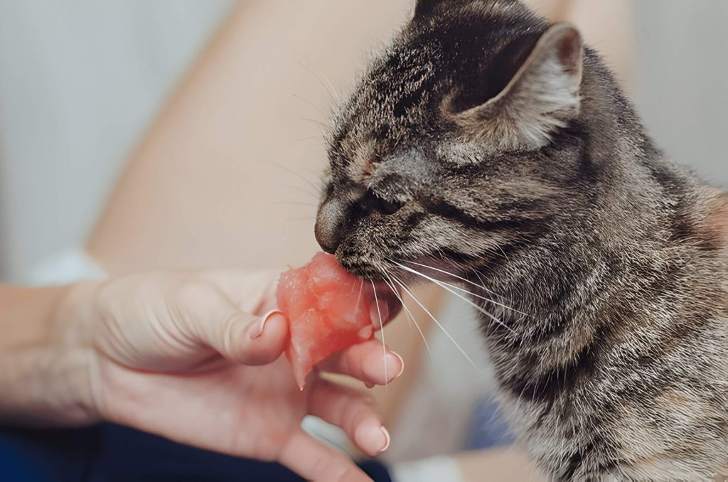 Can Cats Eat Watermelon How To Safely Introduce Watermelon To Your Feline Friend