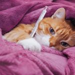 Do Cats Need Baths? The Truth About Feline Hygiene