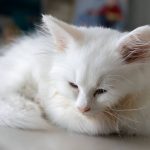 Do Cats Dream? Unraveling the Mystery of Feline Sleep Patterns