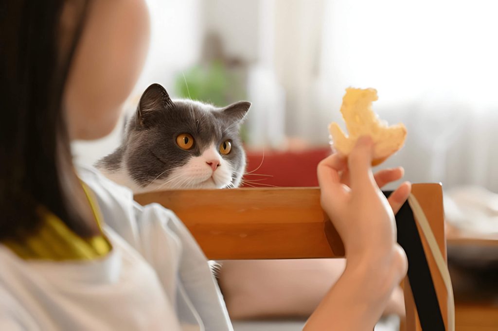 Can Cats Have Bread And When Bread Might Be Acceptable For Cats