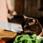 How to Keep Cats Off Counters? 10 Effective Ways to Reclaim Your Kitchen Space