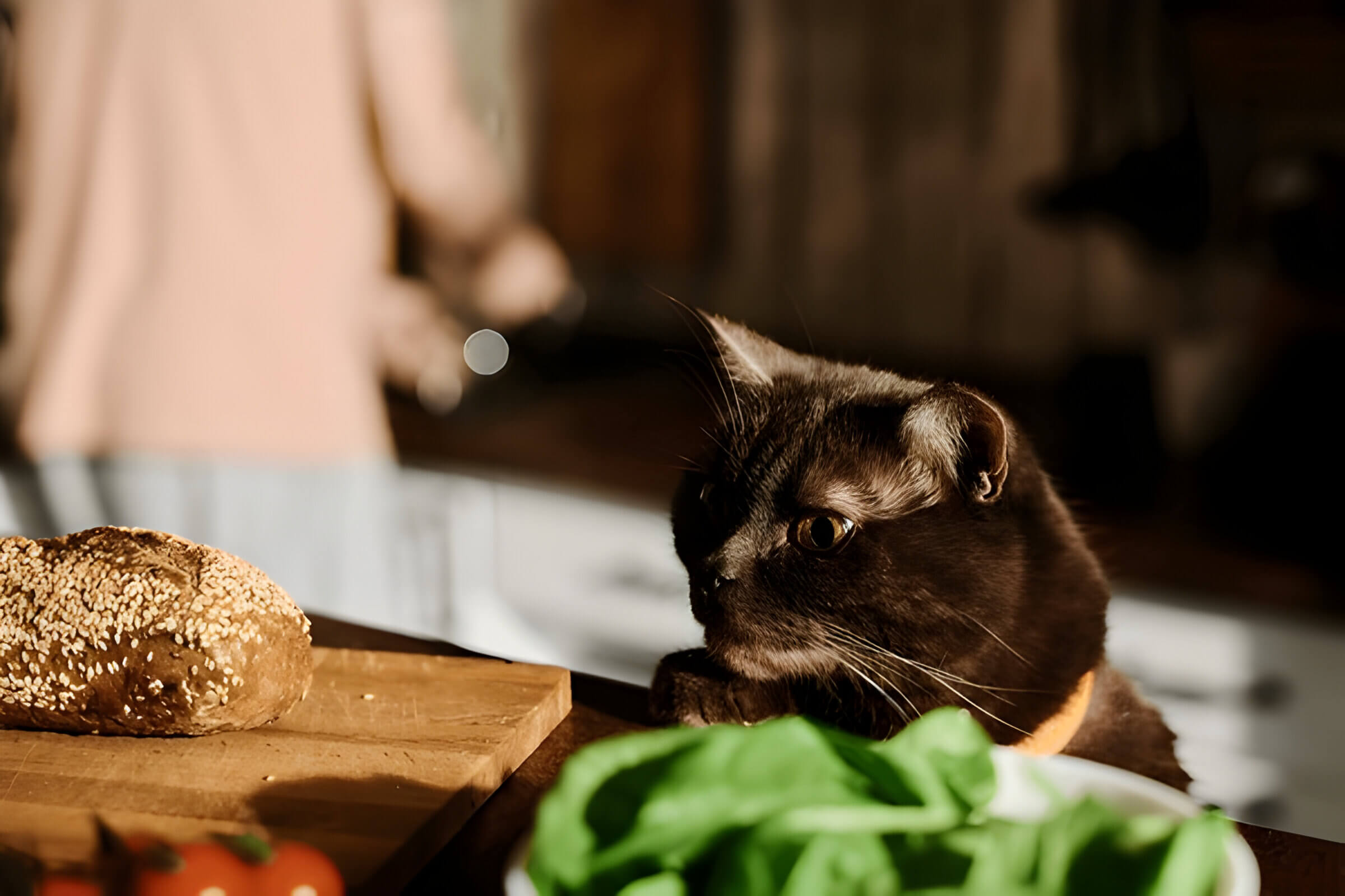 Can Cats Have Bread Guide To Feline Nutrition