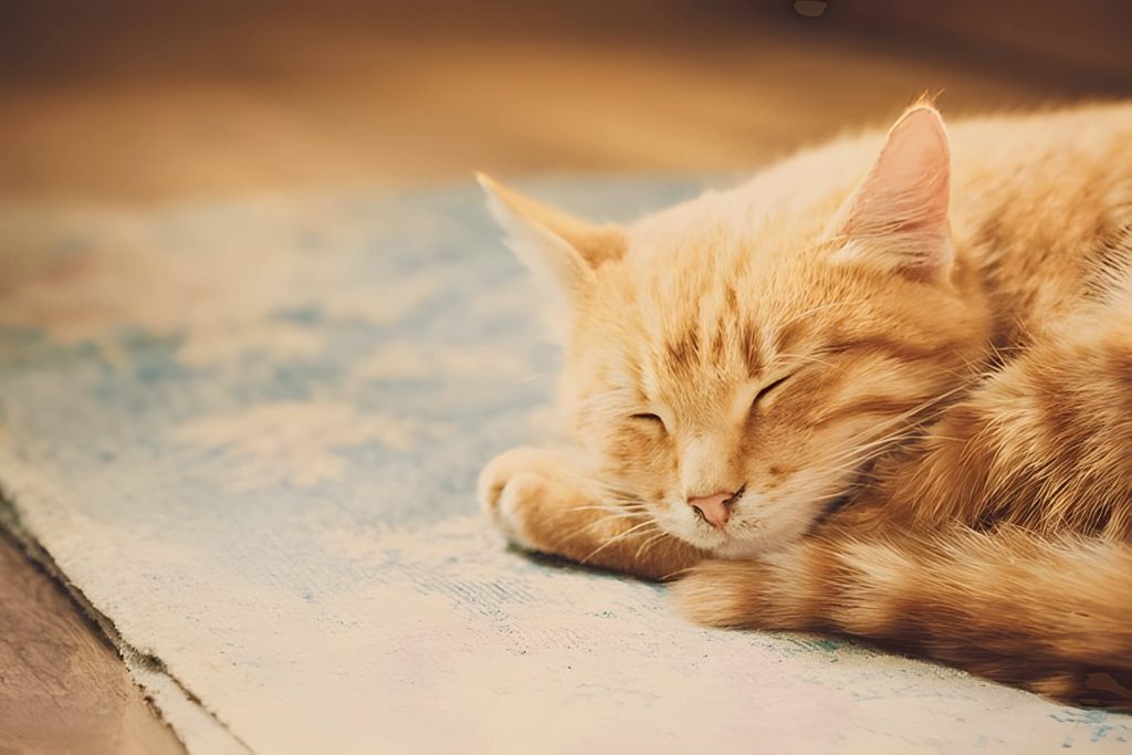 Do Cats Dream The Importance Of Sleep For Cats Health And Well Being