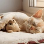 Can Cats Get Parvo? Protecting Your Feline Friend