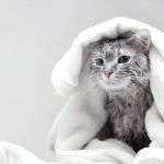 Can Cats Get Colds? Understanding Feline Upper Respiratory Infections