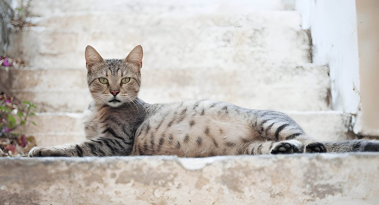 How Long Are Cats Pregnant And What To Expect