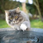 How Often Do Cats Go into Heat? Understanding Your Feline’s Reproductive Cycle