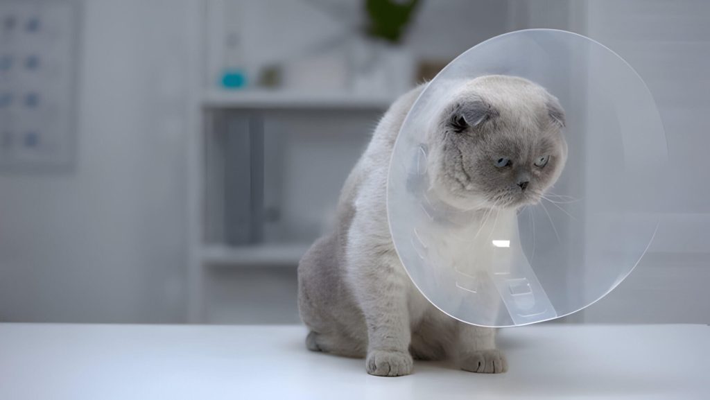 How Often Do Cats Go Into Heat Spaying