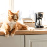 Is Peppermint Oil Safe for Cats? Guide for Pet Owners