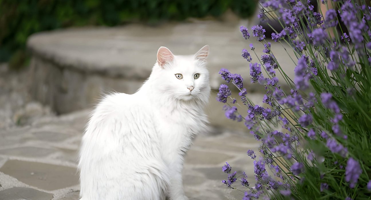 Is Lavender Safe For Cats Understanding The Risks And Benefits