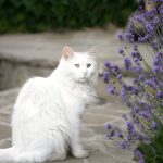 How Long Are Cats Pregnant and What to Expect