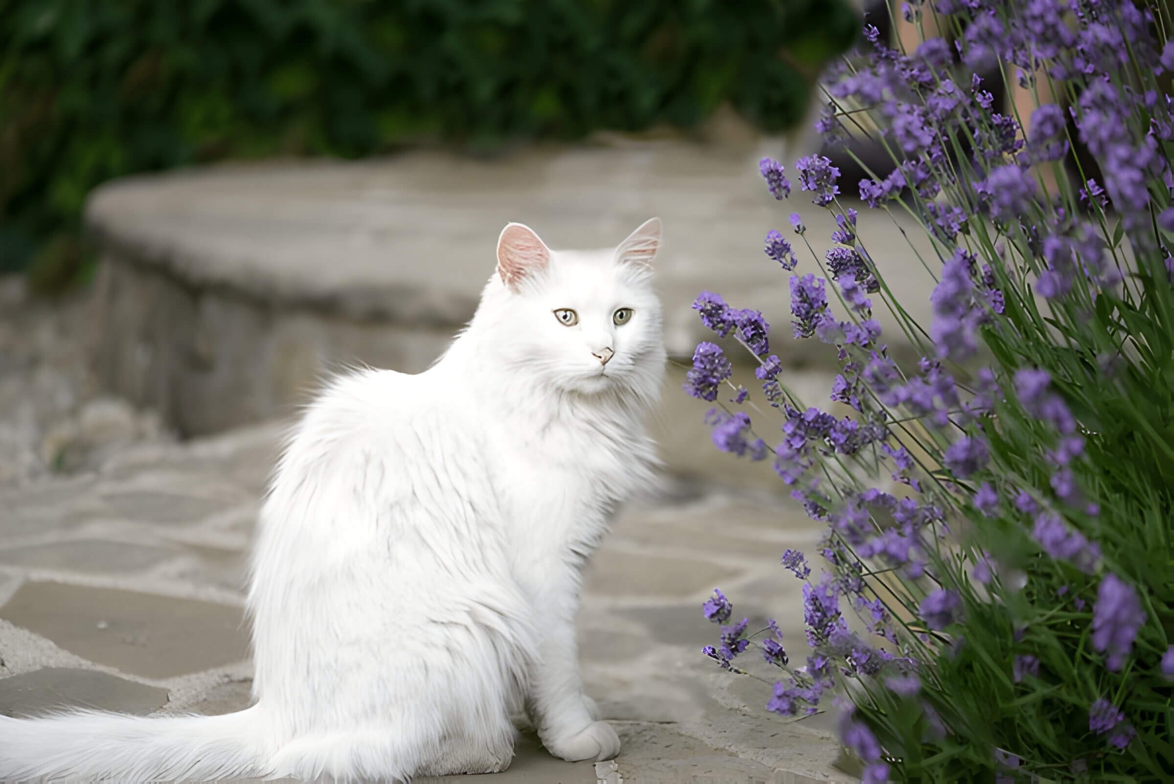 Is Lavender Safe For Cats Understanding The Risks And Benefits