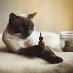 Why Do Cats Love Catnip and How It Affects Them