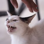 Do Cats Need Baths? The Truth About Feline Hygiene