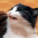 Why Is My Cat Throwing Up? Understanding Feline Vomiting and When to Worry