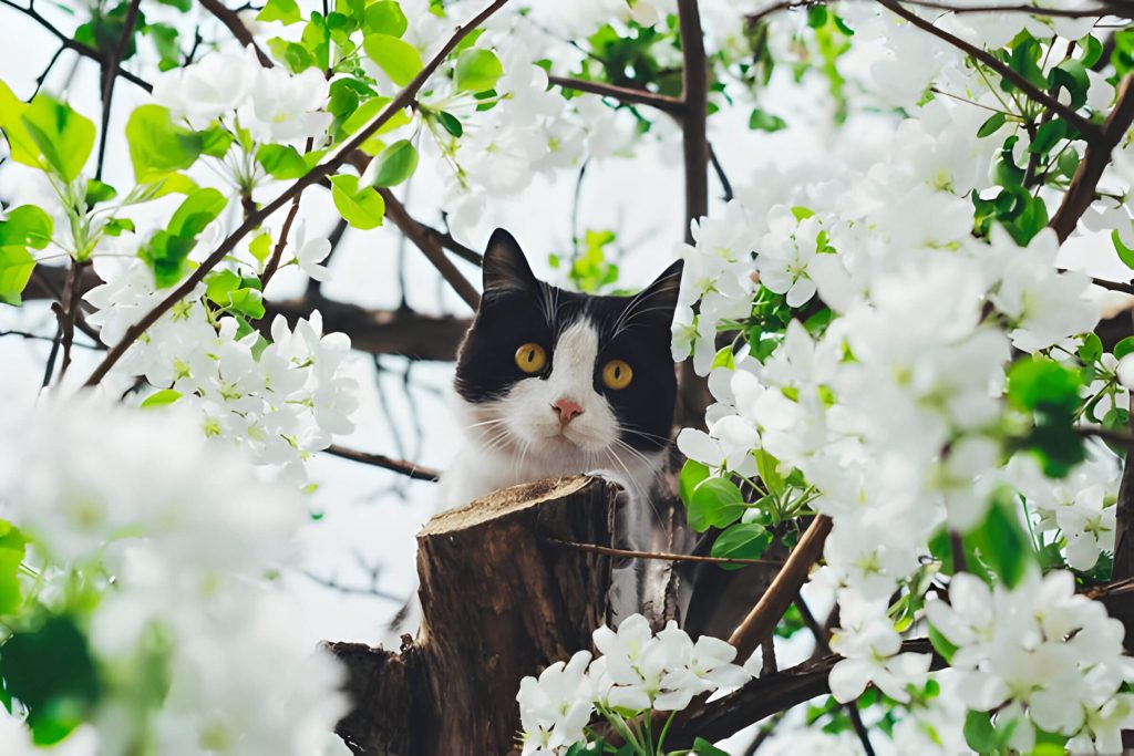 What Flowers Are Safe For Cats