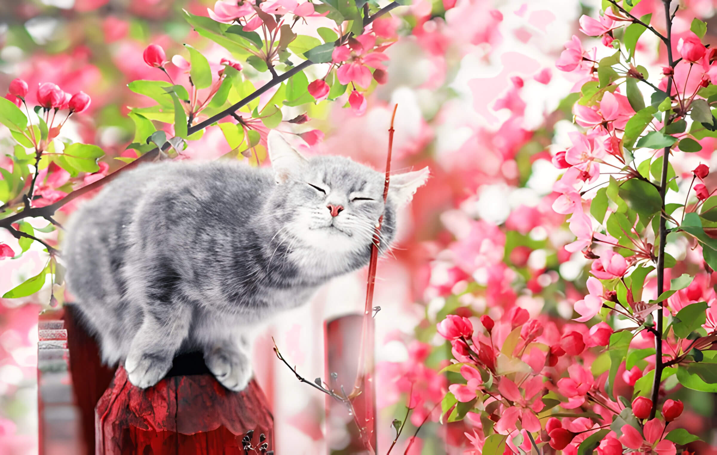 What Flowers Are Safe For Cats Cat Friendly Blooms For Feline