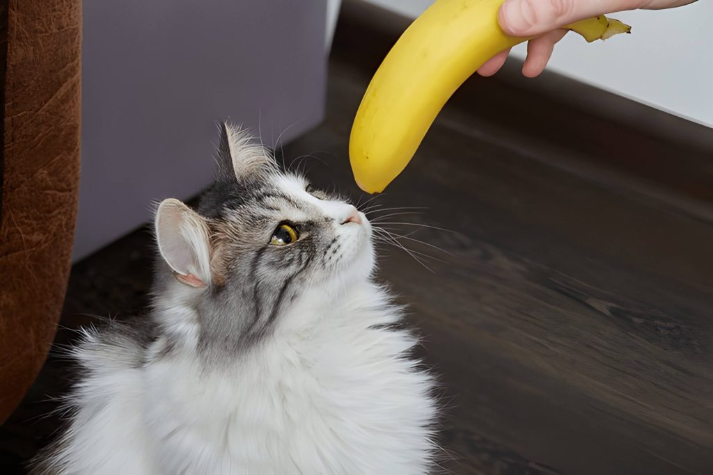 What Smells Do Cats Hate Banana