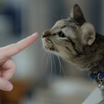 Why Do Cats Wag Their Tails? Decoding Feline Body Language