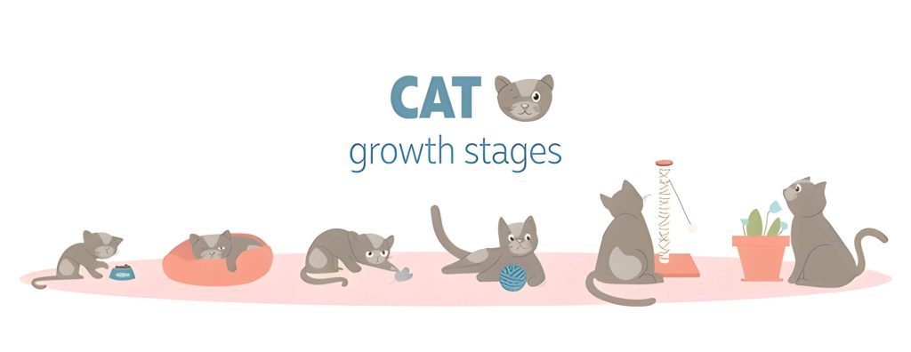 When Do Cats Stop Growing Caring For Your Cat Through Different Growth Stages