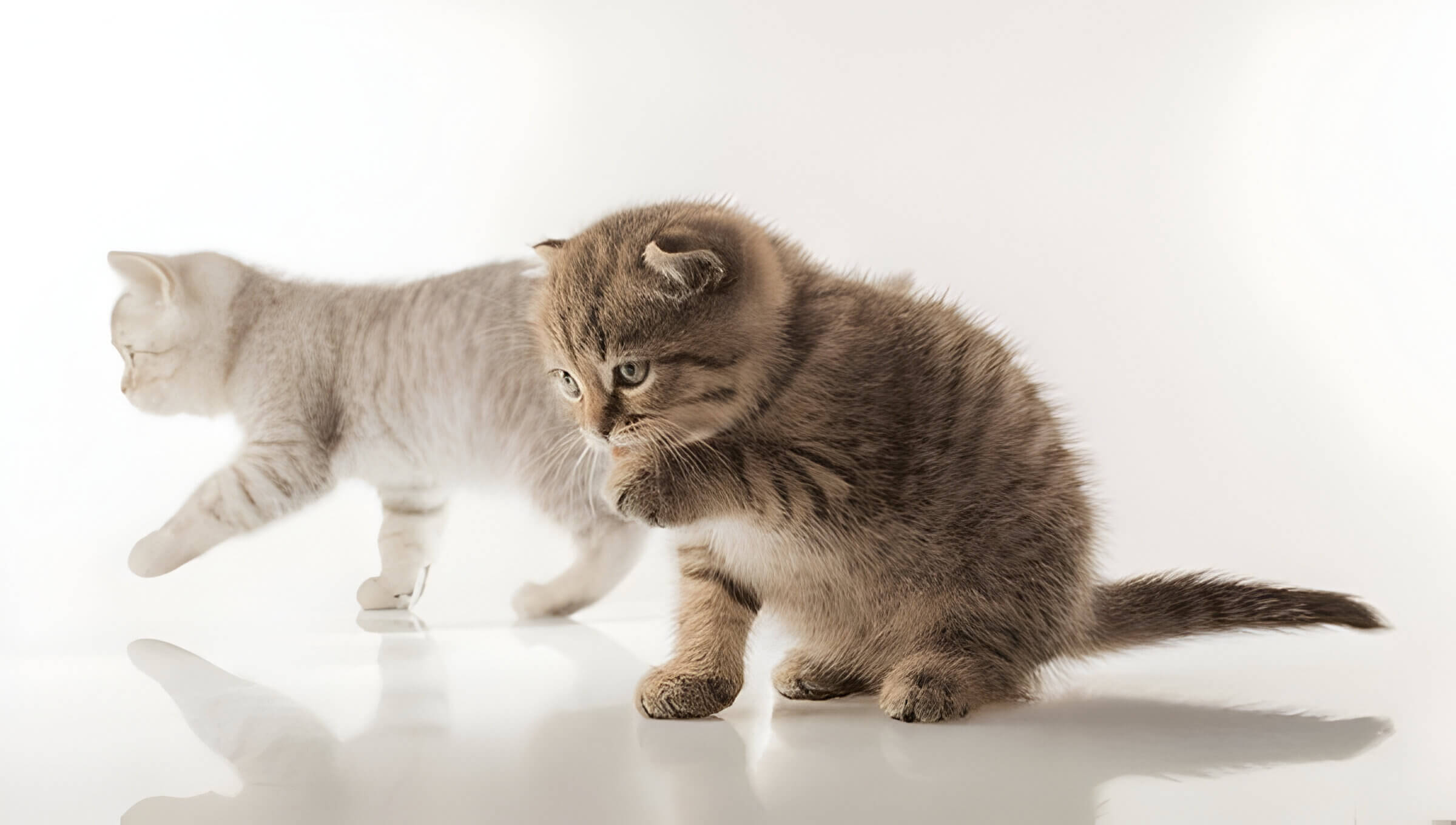 When Do Cats Stop Growing Understanding Your Feline Friends Development