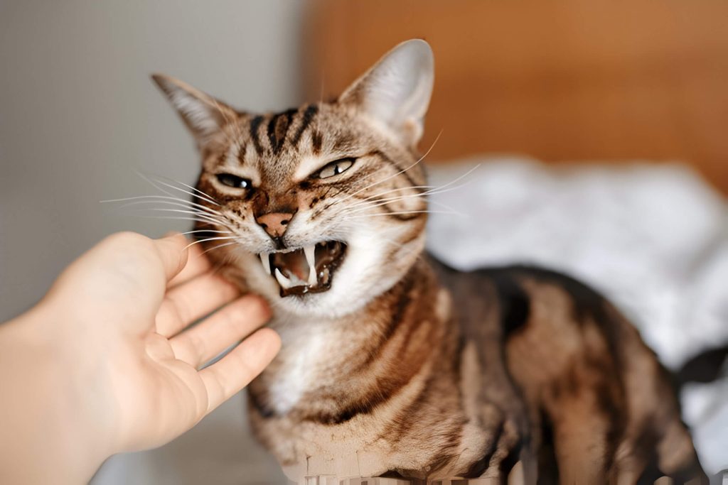 Why Do Cats Hiss Hissing As A Warning Signal