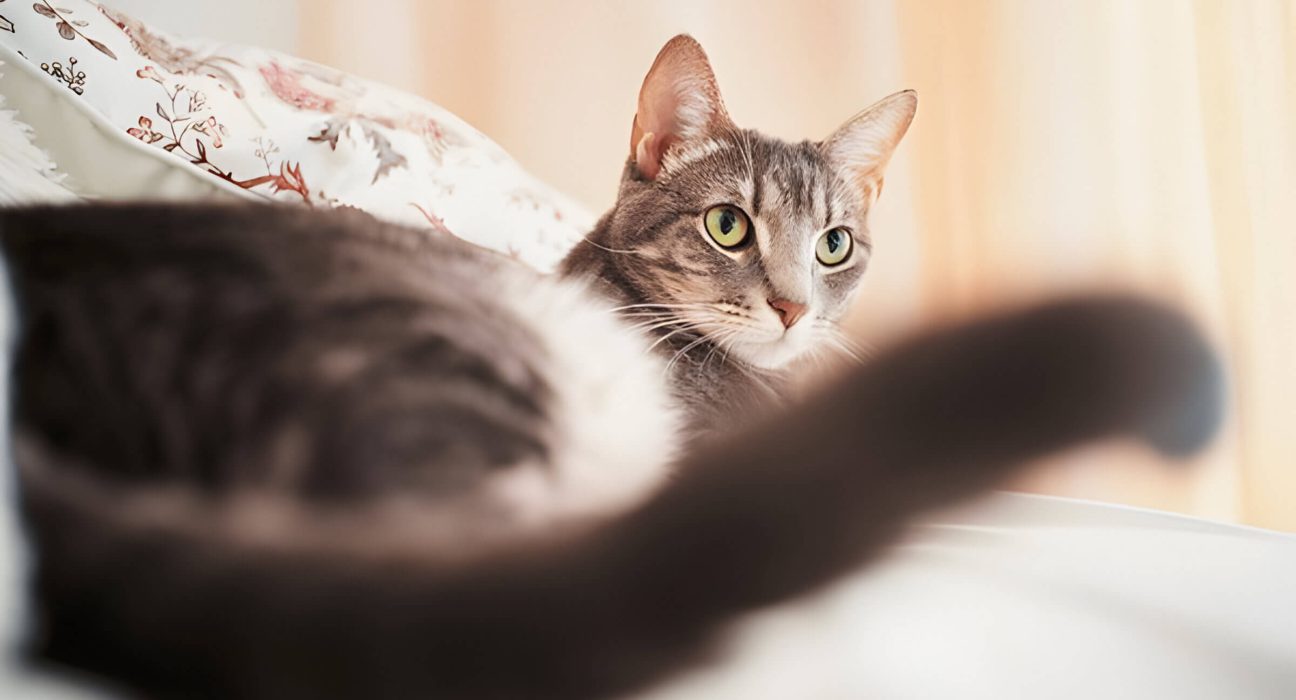 Why Do Cats Wag Their Tails Decoding Feline Body Language