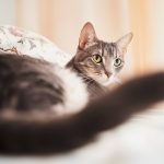 Why Does My Cat Follow Me Everywhere? Decoding Your Feline’s Behavior