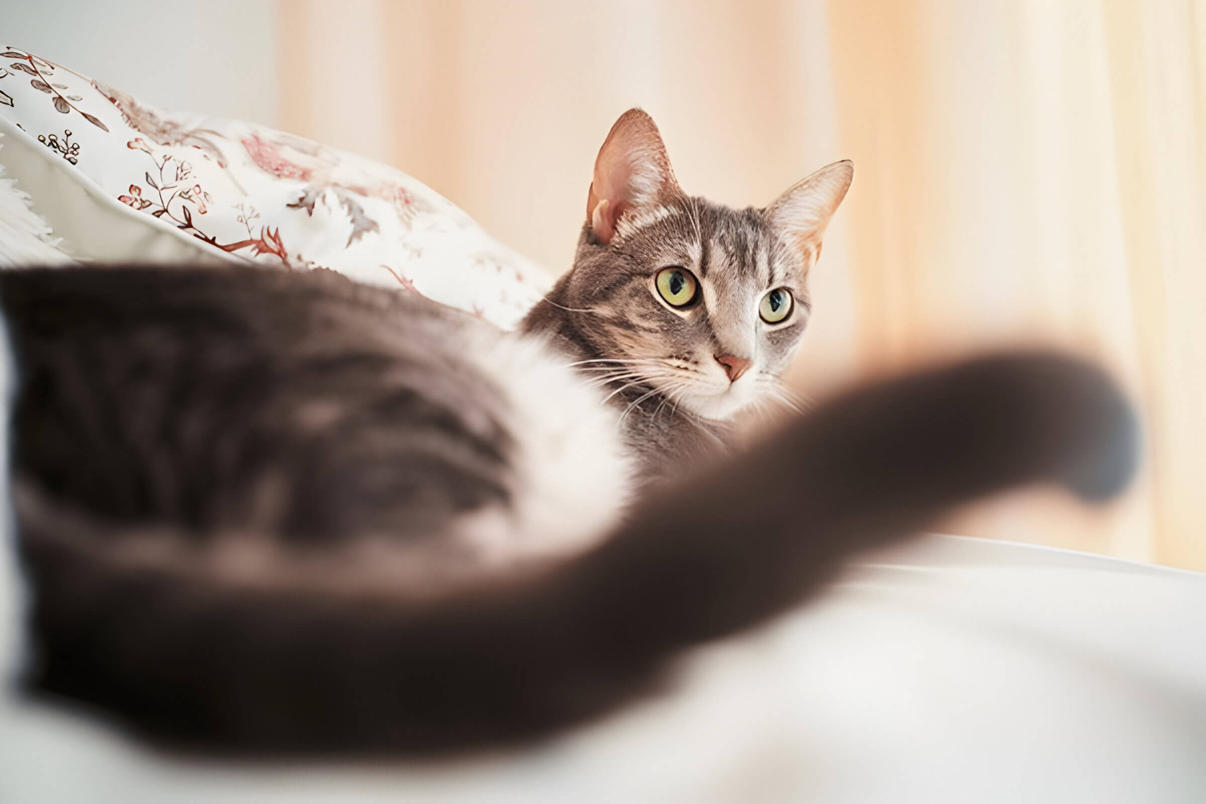 Why Do Cats Wag Their Tails Decoding Feline Body Language