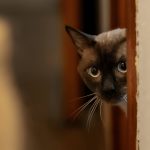 Why Is My Cat Peeing Everywhere? Understanding and Solving Feline Urination Issues