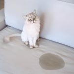 Why Does My Cat Follow Me Everywhere? Decoding Your Feline’s Behavior