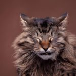 Why Is My Cat Peeing Everywhere? Understanding and Solving Feline Urination Issues