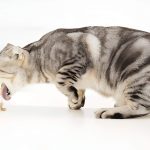 Understanding Why Your Cat Is Sneezing (Causes, Concerns, and Care)